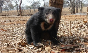 В Индии спасли медвежонка, не покидавшего убитую мать: видео