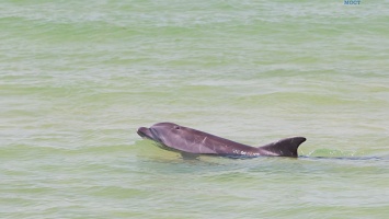Стройка моста через Керченский пролив спровоцировала рост численности дельфинов