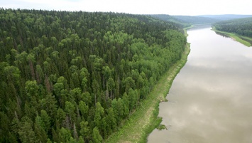Ученые назвали главную причину гибели темнохвойных лесов Сибири