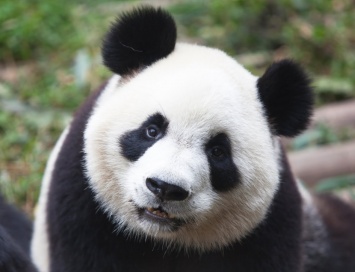 В китайский зоопарк вернулась панда Бао-Бао