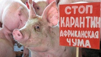Беларусь ограничила ввоз свинины из Днепропетрощины