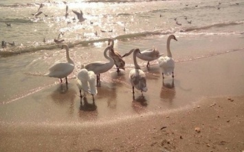 Лебеди обживают одесские пляжи