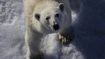 Численность полярных медведей может сократиться на две трети за 50 лет