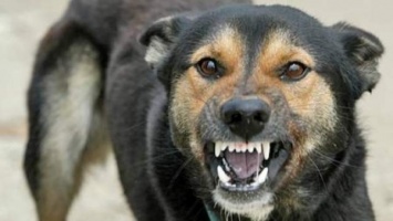 Собаки нападают на днепрян: кто виноват и что делать?