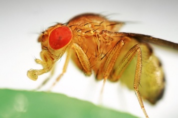 Ученые нашли в генах космических мух-дрозофил серьезные изменения