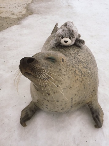 В японском зоопарке тюлень не разлучается с плюшевым другом