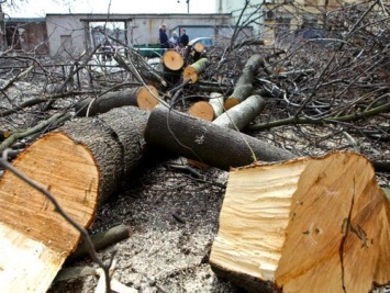 В Николаеве ввели запрет на обрезку и кронирование деревьев