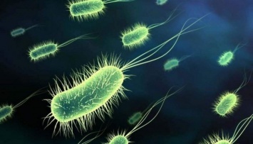 ВОЗ назвала самые опасные для человека бактерии