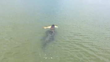 Нет справедливости под солнцем: аллигатор стащил выловленную мальчиком огромную рыбу