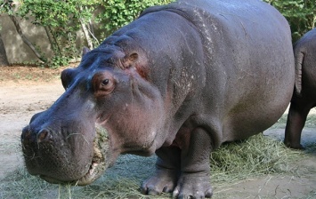 В зоопарке Сальвадора убили единственного бегемота в стране