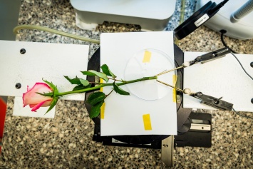 Ученые превратили цветок в зарядное устройство