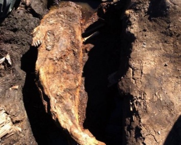 На Аляске нашли уникальный артефакт - череп "медведя ласки"