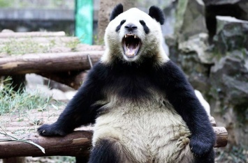 Панда в Китае замечена за охотой на коз