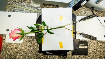 Ученые превратили розу в "живой конденсатор" электричества