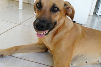 Собака в Бразилии удивила хозяина человеческой улыбкой
