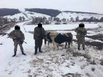 Крупный рогатый нарушитель: харьковские пограничники задержали россиянина с телятами