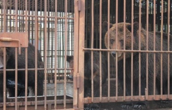 Херсонский медведь Жорик отсидел 16 лет в одиночке
