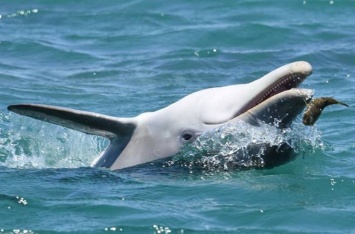Дельфинов заподозрили в получении «кайфа» от игр с иглобрюхими