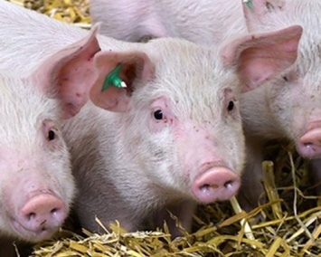 Генетики вывели неуязвимых для респираторных вирусов свиней