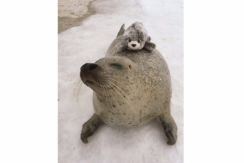 Соцсети в умилении от японского тюленя, обнимающего свою копию