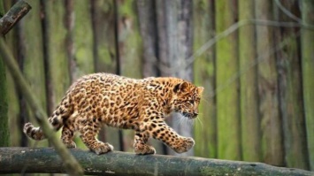 В Индии леопард напал на местных жителей (видео)