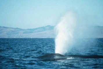 "Синих китов" обсудили депутаты на сессии
