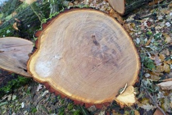 Экологи снова зафиксировали незаконную вырубку дуба в Черниговской области