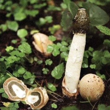 Веселка: ядовитый гриб или панацея от болезней?