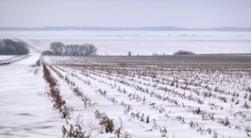 Агрохолдинг «Мрия»: 500 гектаров картофеля сгнило на замерзших полях