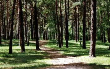 Запорожцев призывают выйти на акцию по высадке лесов