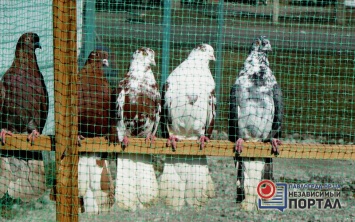 В Павлоград привезли голубей из более чем 10 городов и сел Украины (ФОТОРЕПОРТАЖ)