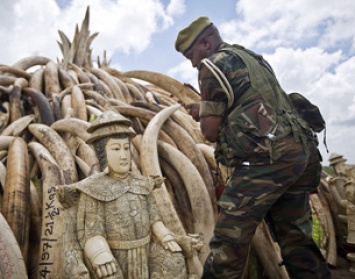 "Зеленый" спецназ: как израильские военные спасают африканских слонов