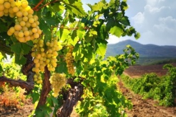 Виноградари не получат компенсаций за проходящую по их полям трассу «Таврида»