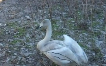 Лебедей, спасенных этой зимой в Скадовске, передали в заповедник