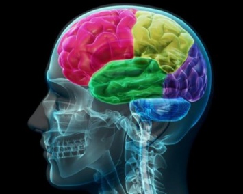 Ученые: Выявлен участок человеческого мозга, который отвечает за любовь и сексуальное влечение