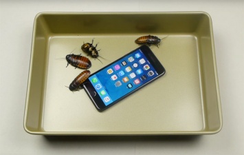 IPhone 7 вместе с мадагаскарскими тараканами залили расплавленным алюминием [видео]