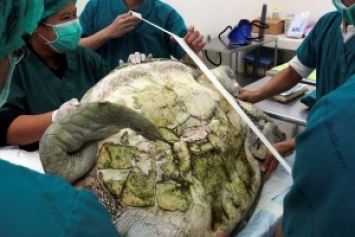 В Тайланде черепаха проглотила 5 кг денег. Хирурги извлекли из ее желудка 915 монет