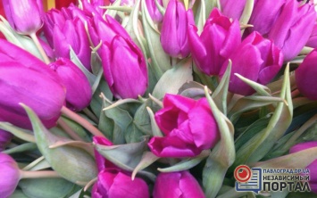 Сколько стоят тюльпаны в Павлограде накануне 8 марта? (ФОТО)