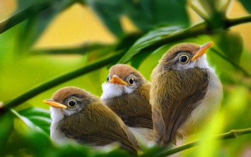 Медики заявили, что наблюдение за деревьями и птицами улучшает самочувствие человека