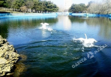 В одесский парк Победы после зимовки выпустили лебедей