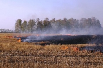 Листья жгут: на Полтавщине «эпидемия» пожаров на открытой местности