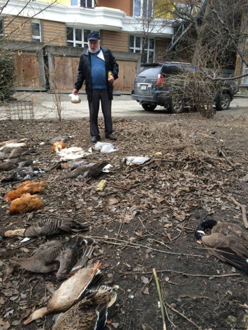 Подчиненный Кличко отравил 20 фазанов, журавлей и павлинов, мешавших незаконной застройке Киева