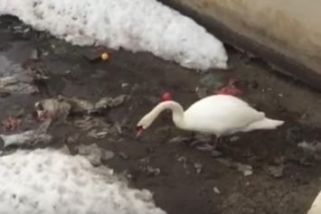 Соцсети обсуждают видео, на котором лебедь убирает мусор из озера
