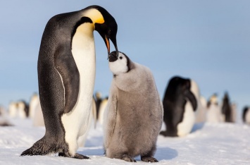 Взрослые пингвины замечены за стремлением кормиться за счет родителей