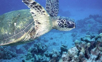 Большой Барьерный риф белеет из-за потеплення - ученые