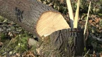 В Закарпатье погиб человек во время незаконной вырубки леса