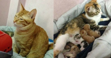 Интернет-пользователи не перестают восхищаться тем, что сделал "муж" этой кошки во время родов