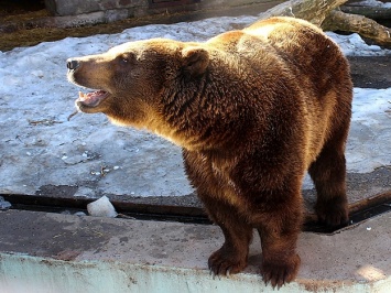 Видеофакт: в харьковском зоопарке вышли из спячки медведи