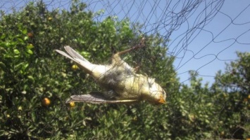 На Кипре ежегодно убивают сотни тысяч певчих птиц