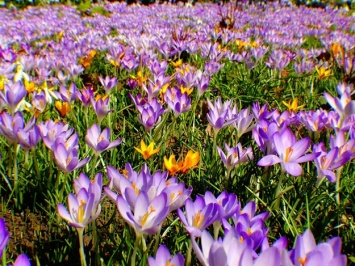 Весна в Одесском ботсаду: цветут крокусы и подснежники